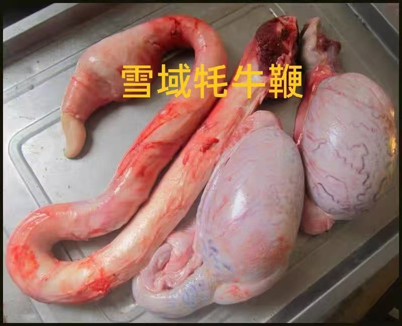 牦牛鞭，大量新鲜现货，量大从优，欢迎老板选购