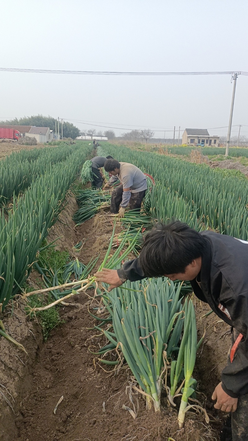 铁杆大葱鲜嫩翠绿无虫眼无白点承接加工电商商超社区团购批发