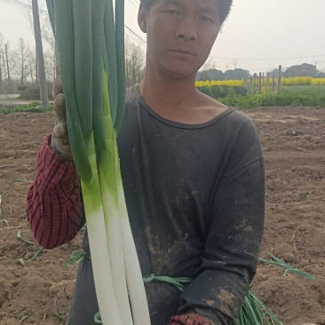 铁杆大葱一手货源净葱毛葱都有按需分拣打包打捆装车量大从优