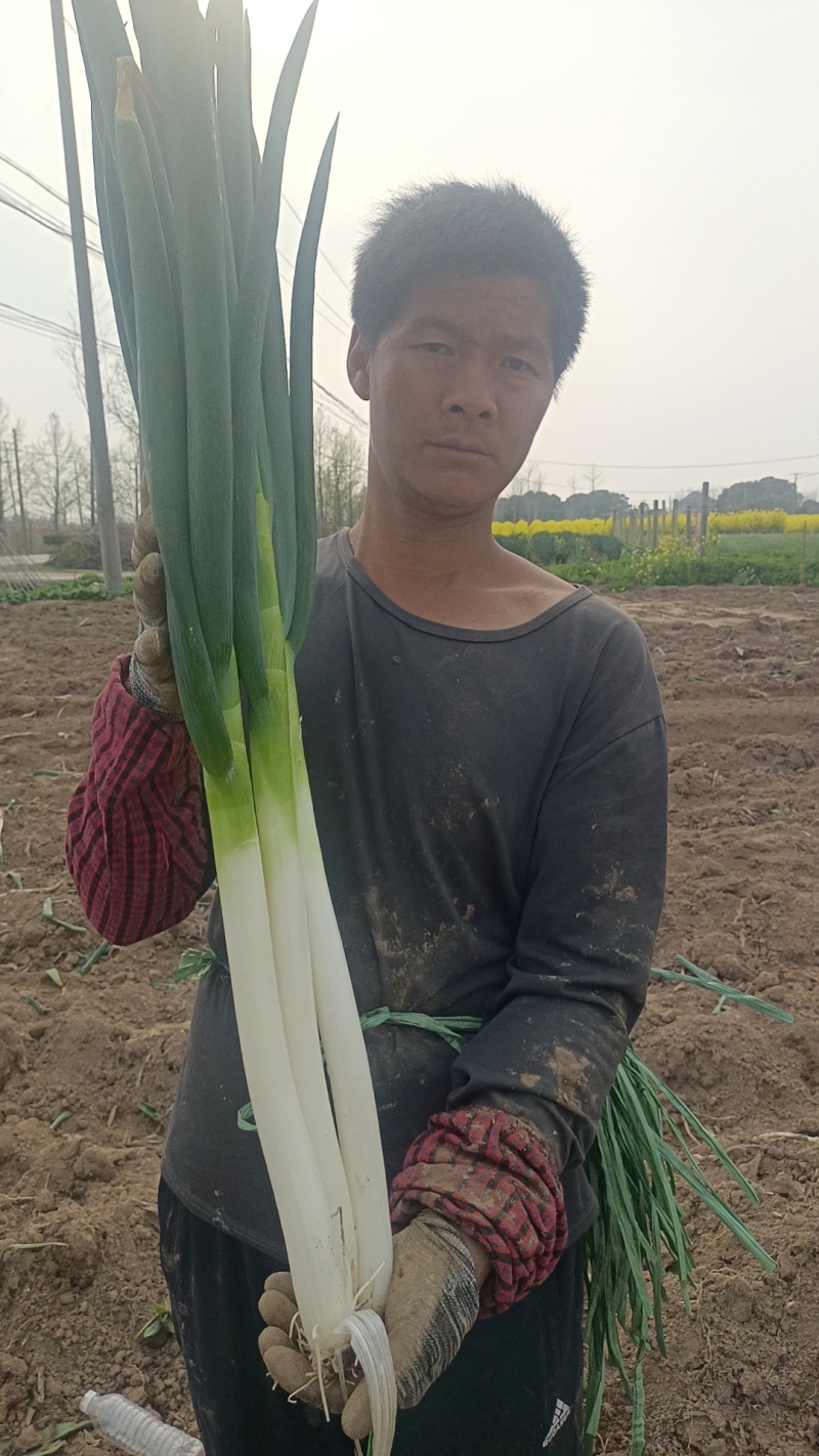 铁杆大葱一手货源净葱毛葱都有按需分拣打包打捆装车量大从优
