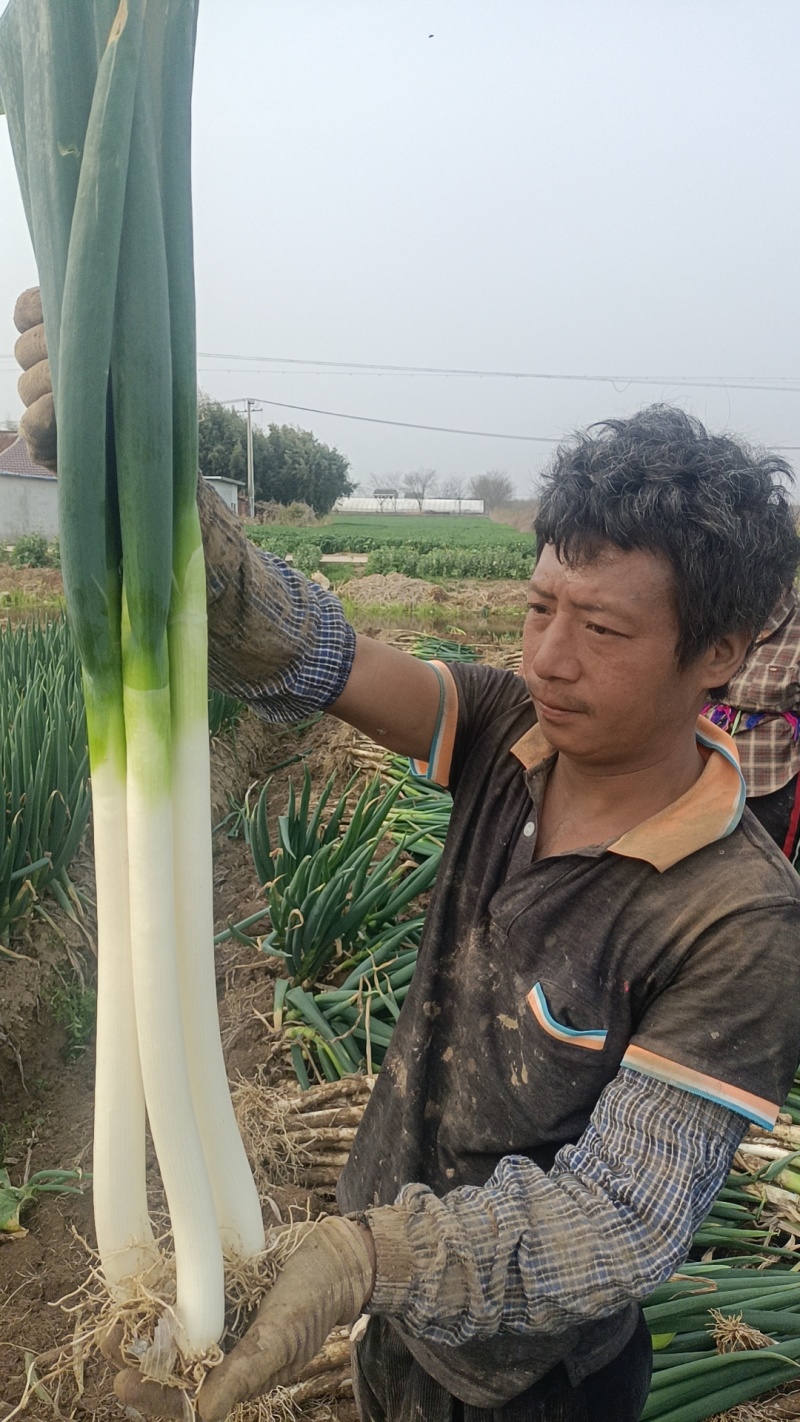 铁杆大葱一手货源净葱毛葱都有按需分拣打包打捆装车量大从优