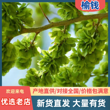 平顶山【榆钱】产地直发一手优质野菜新鲜现采现摘！