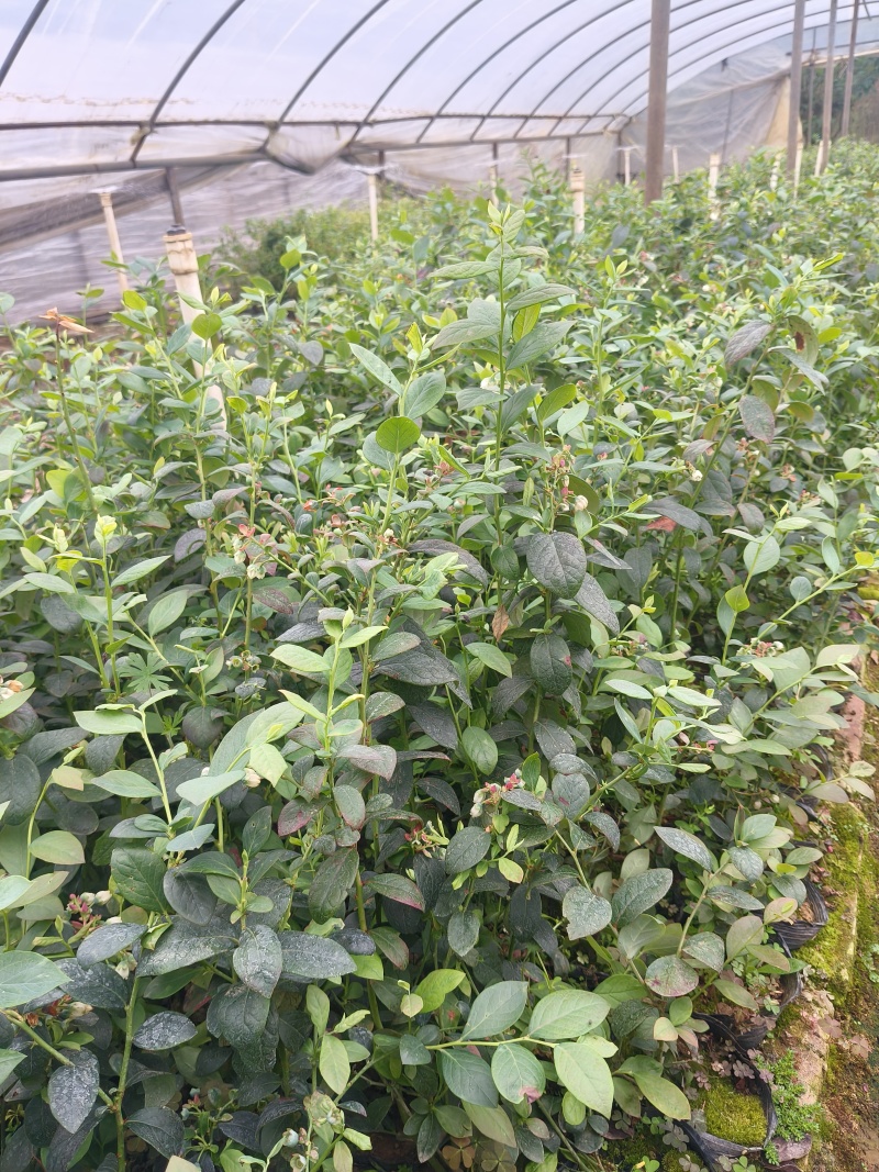 蓝莓苗，批发，对接南方客户，欢迎联系，量大优惠
