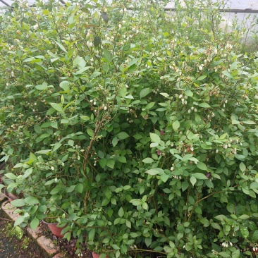 蓝莓苗，批发，对接南方客户，欢迎联系，量大优惠