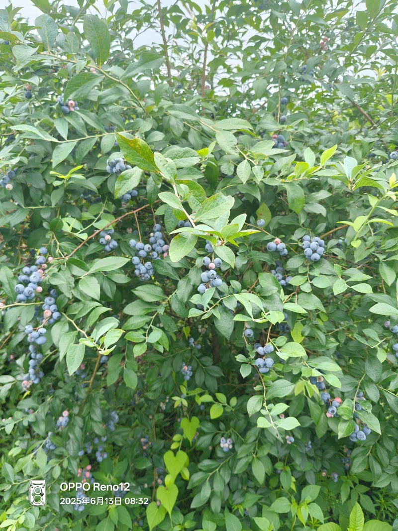蓝莓苗，批发，对接南方客户，欢迎联系，量大优惠