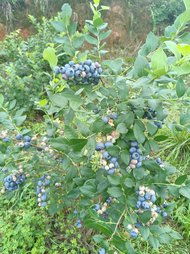 蓝莓苗，批发，对接南方客户，欢迎联系，量大优惠
