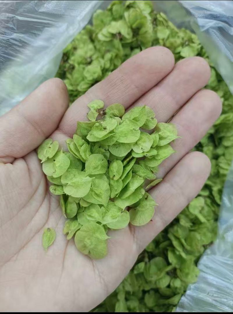 榆钱，大量新鲜现货速发，质量保证欢迎选购