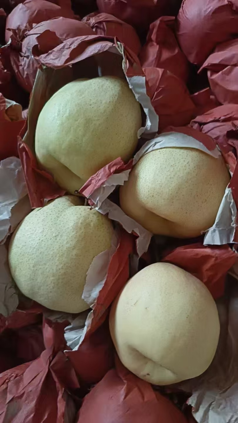 礼泉酥梨，大量现货供应，规格齐全，价格可谈，欢迎电联