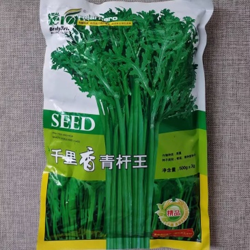 千里香青杆王茼蒿种子清香鲜嫩翠绿茼蒿种籽耐热耐寒喜凉爽