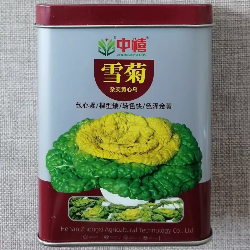 雪菊杂交黄心乌种子矮颗早熟黄心菜种籽耐寒优质黄金叶乌塌菜