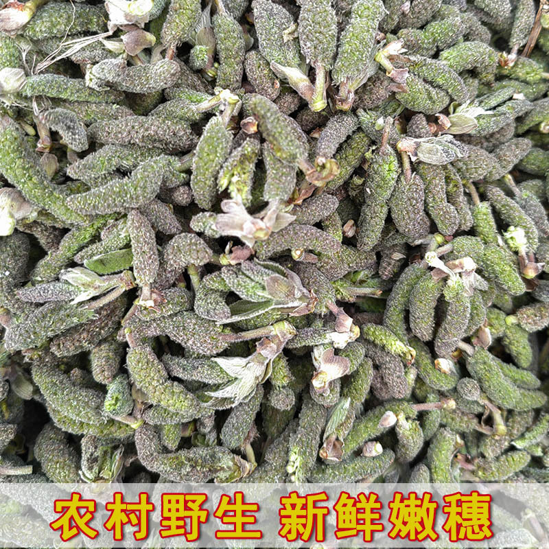 2026当季现摘构树穗新鲜楚不揪野生蒸菜丹江口边上时令野