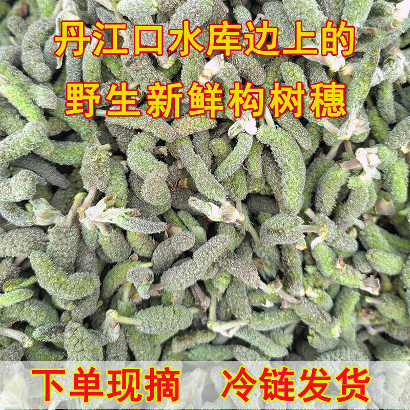 2026当季现摘构树穗新鲜楚不揪野生蒸菜丹江口边上时令野