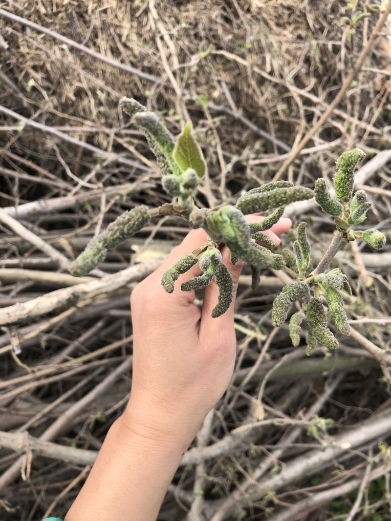 2026当季现摘构树穗新鲜楚不揪野生蒸菜丹江口边上时令野