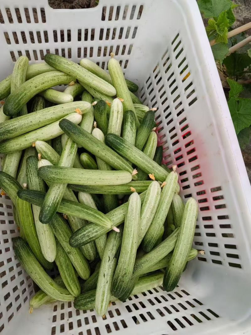 四川遂宁精品燕白黄瓜/货源充足量大从优产地直发