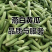 四川遂宁精品燕白黄瓜/货源充足量大从优产地直发