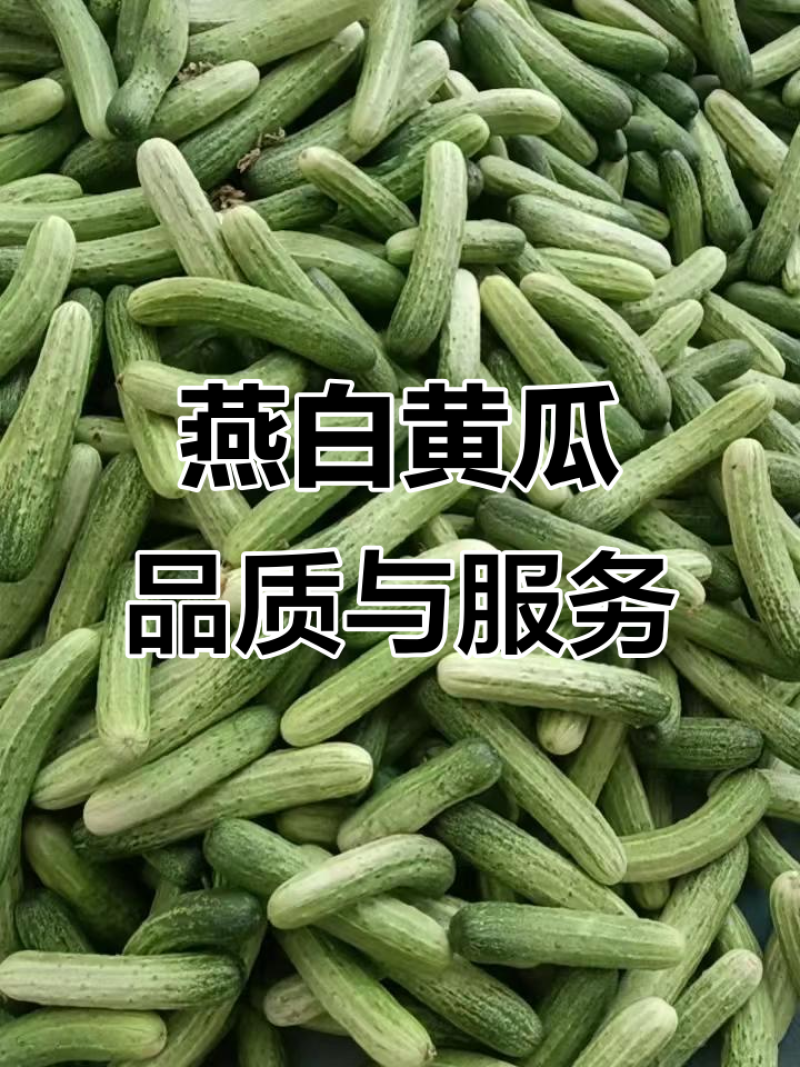 四川遂宁精品燕白黄瓜/货源充足量大从优产地直发