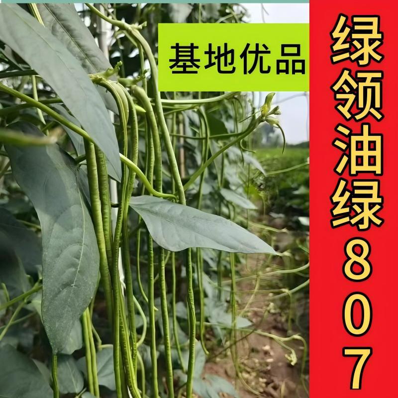 绿领绿油807豇豆种子早熟高产耐热四季播大田长豆角原装品