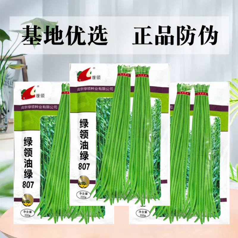 绿领绿油807豇豆种子早熟高产耐热四季播大田长豆角原装品