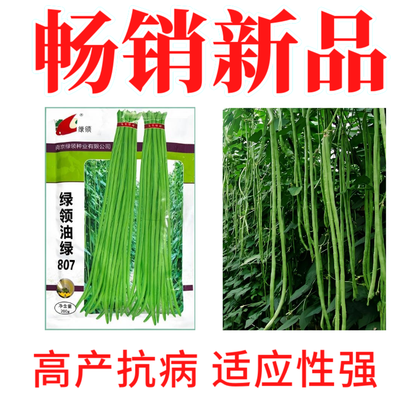 绿领绿油807豇豆种子早熟高产耐热四季播大田长豆角原装品