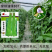 绿领绿油807豇豆种子早熟高产耐热四季播大田长豆角原装品