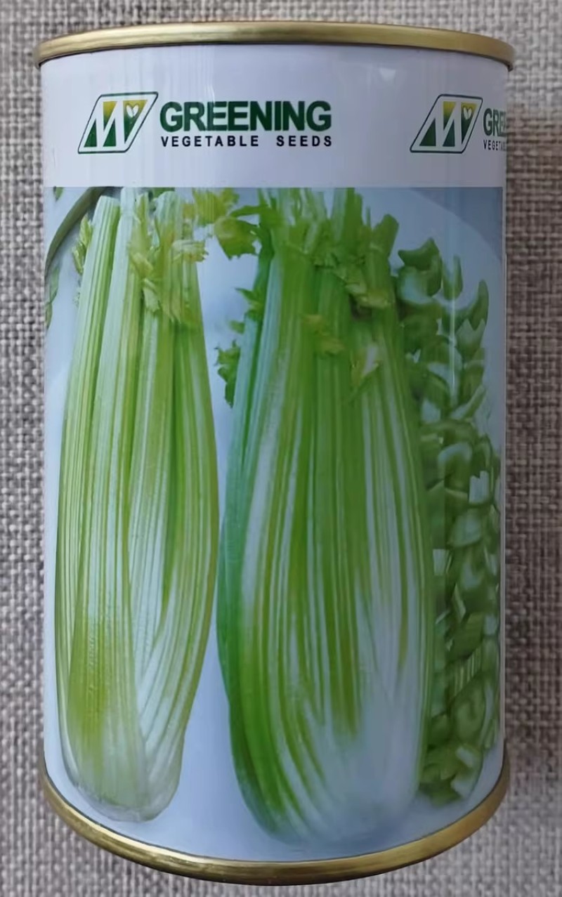 皇后西芹种子法国早熟进口西芹种籽高产长势快净菜率高大田播