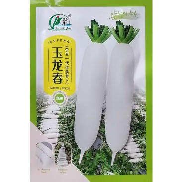 玉龙春优质杂交白萝卜种子白玉春萝卜种籽根部全白肉质致密