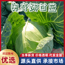 湖北甘蓝，奥奇娜圆包菜，品质保证市场商超大量供应