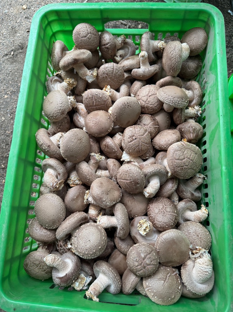 精选鲜香菇河北基地直供质量保证货源充足对接商超市场