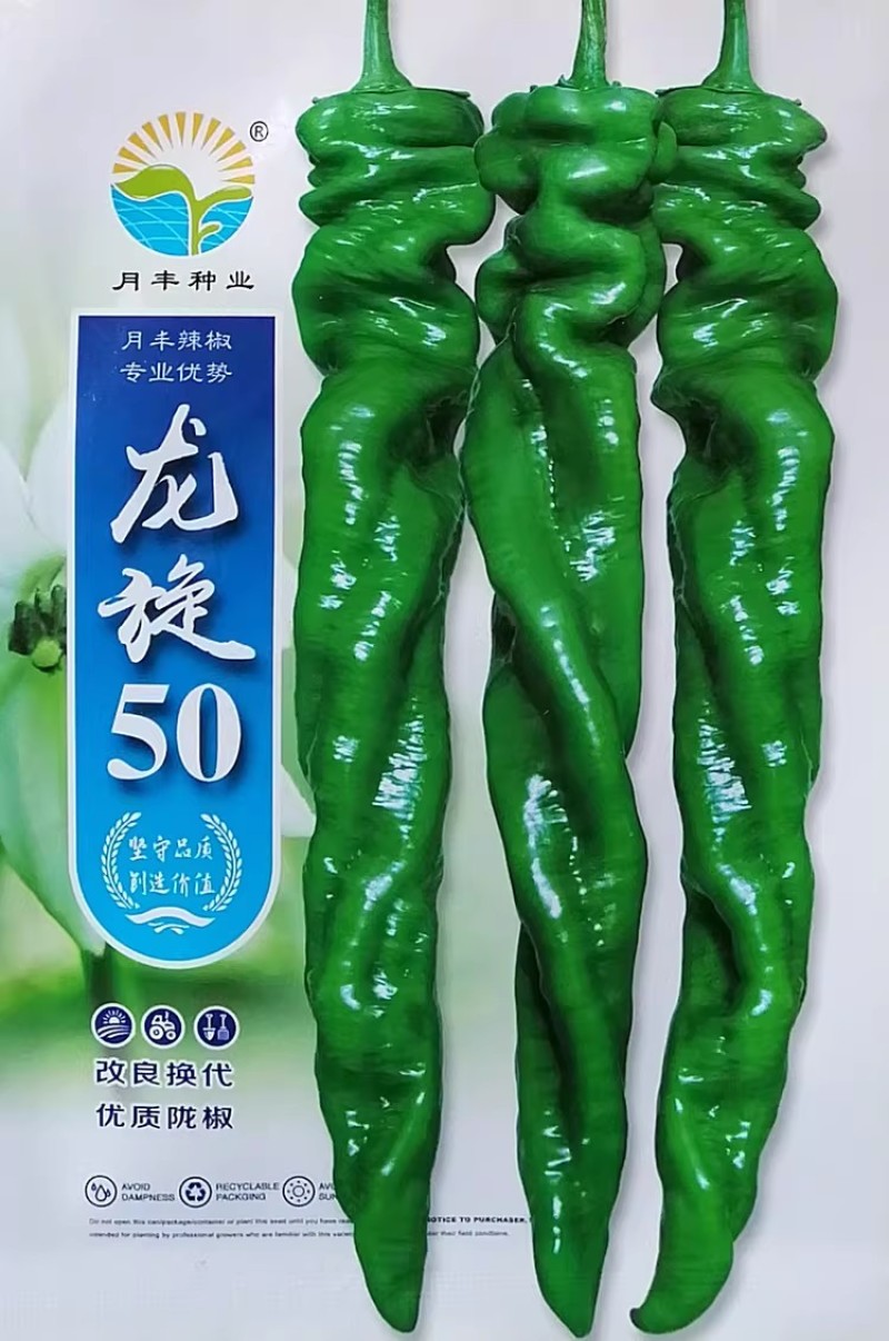 龙旋50螺丝椒种子陇椒种籽浓香肉厚皮薄高产杂交螺旋型辣椒