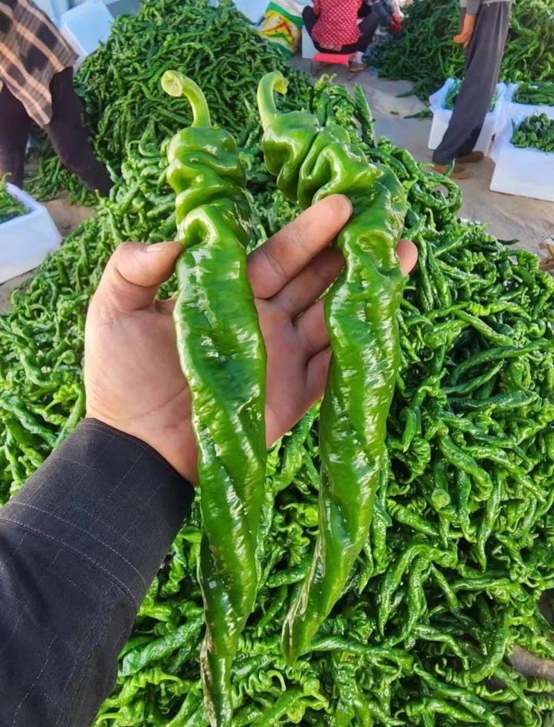 龙旋50螺丝椒种子陇椒种籽浓香肉厚皮薄高产杂交螺旋型辣椒