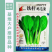 绿领铁杆鸡毛菜种子耐热耐湿小青菜种子生长快