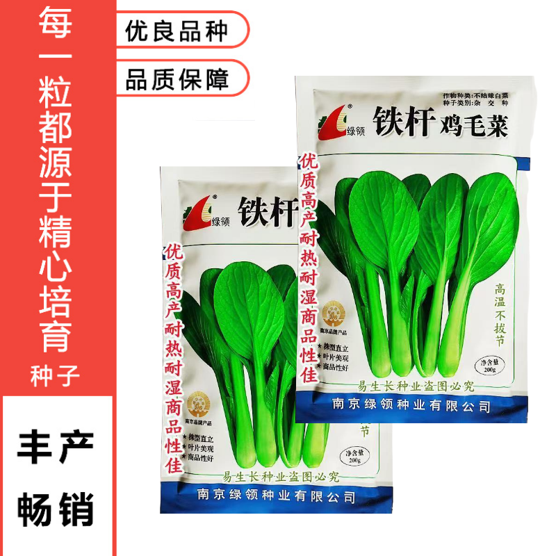 绿领铁杆鸡毛菜种子耐热耐湿小青菜种子生长快