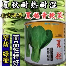 夏越青梗菜种子北京硕源绿梗窄帮青菜小油菜种籽耐热耐湿早熟