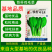 绿领铁杆鸡毛菜种子耐热耐湿小青菜种子生长快