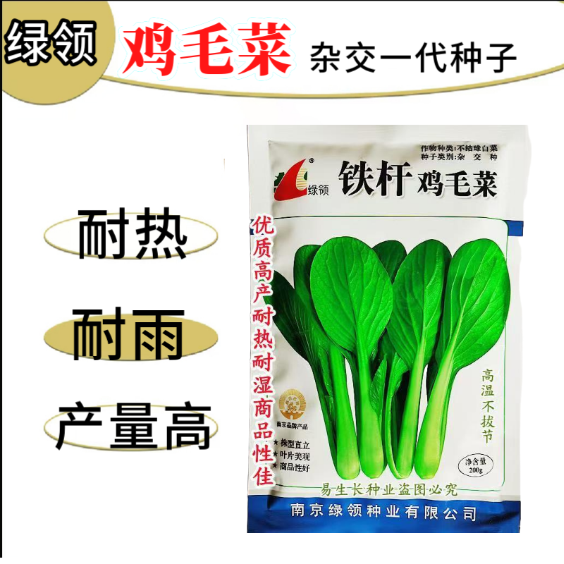 绿领铁杆鸡毛菜种子耐热耐湿小青菜种子生长快