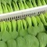 夏越青梗菜种子北京硕源绿梗窄帮青菜小油菜种籽耐热耐湿早熟