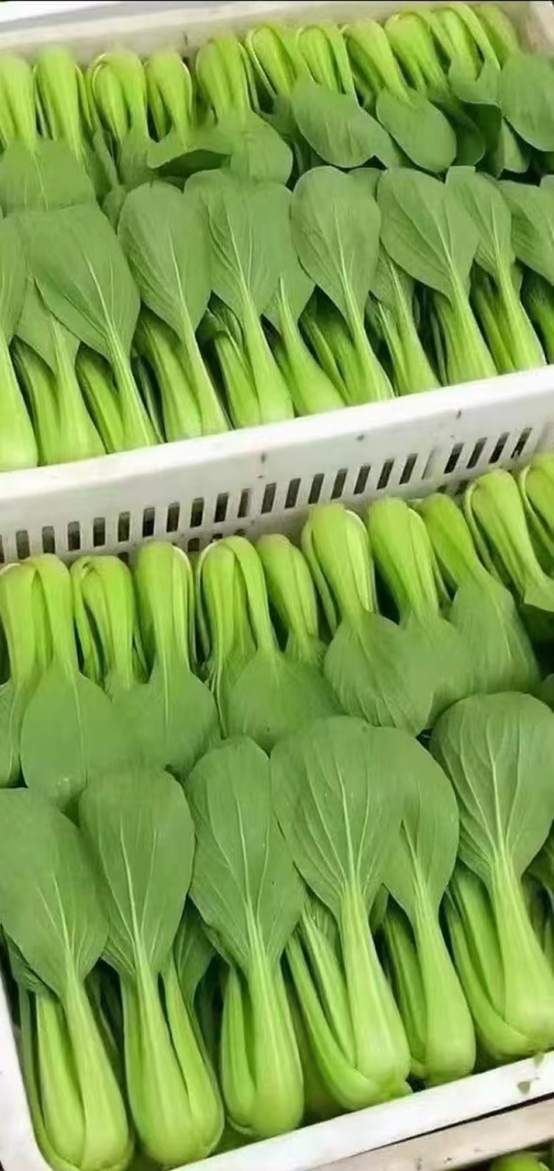 夏越青梗菜种子北京硕源绿梗窄帮青菜小油菜种籽耐热耐湿早熟