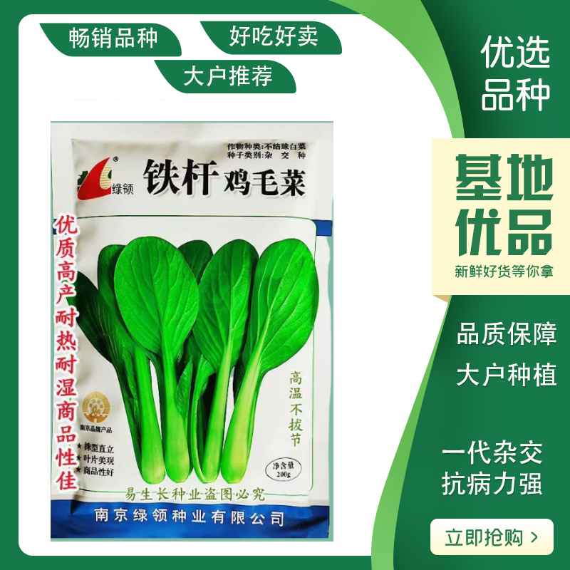 绿领铁杆鸡毛菜种子耐热耐湿小青菜种子生长快