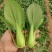 夏越青梗菜种子北京硕源绿梗窄帮青菜小油菜种籽耐热耐湿早熟