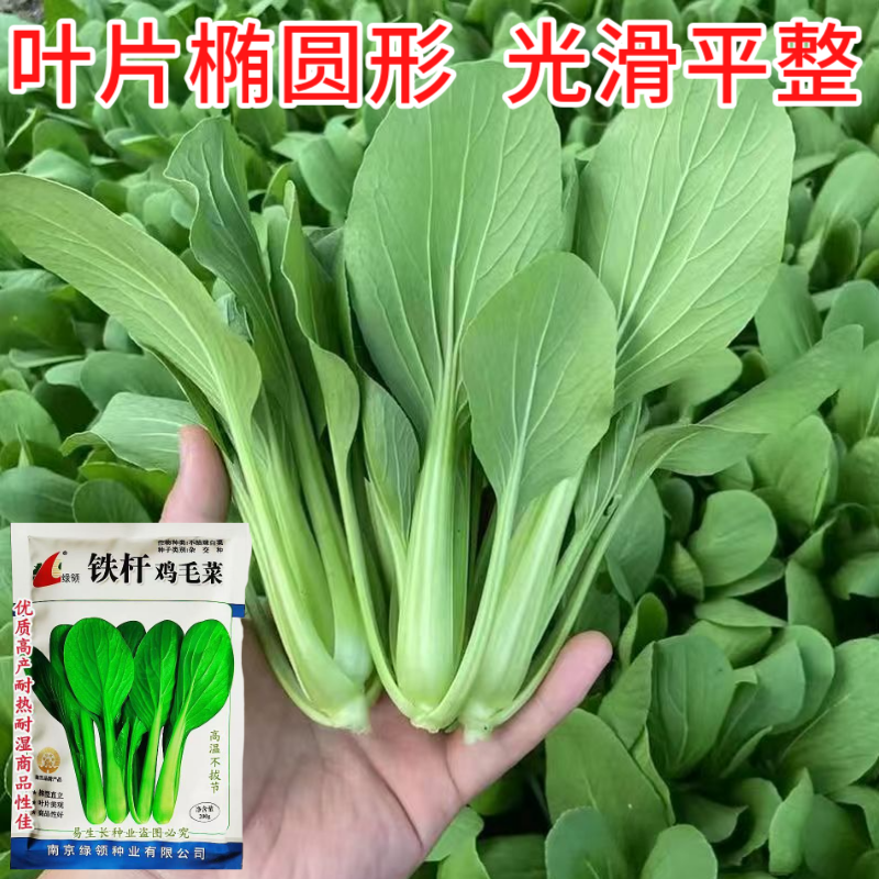 绿领铁杆鸡毛菜种子耐热耐湿小青菜种子生长快