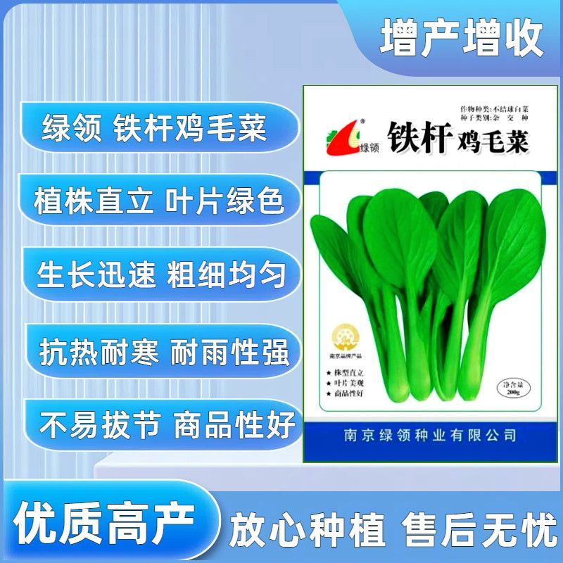 绿领铁杆鸡毛菜种子耐热耐湿小青菜种子生长快