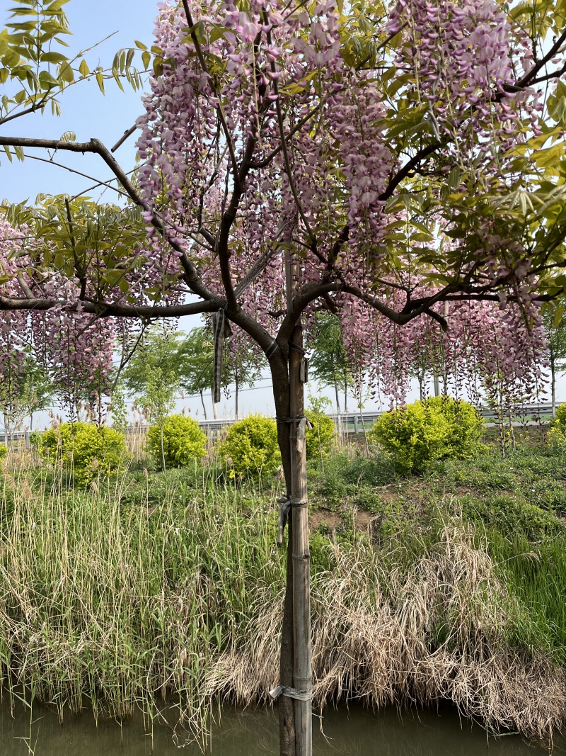 日系紫藤庭院耐寒植物