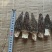3-5厘米羊肚菌干货自种自产全程烘干无硫等级齐全