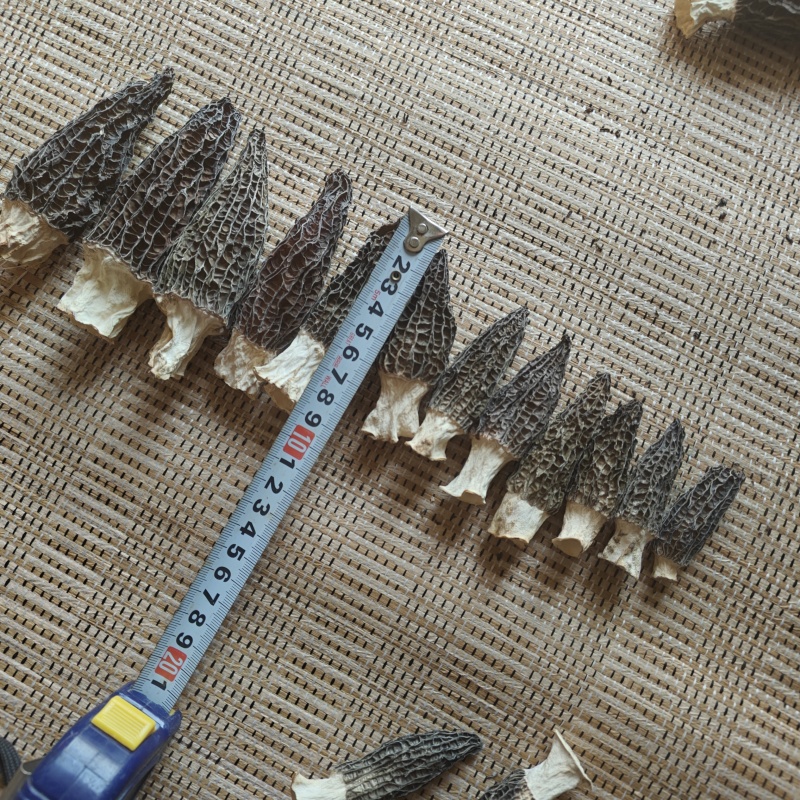 3-5厘米羊肚菌干货自种自产全程烘干无硫等级齐全
