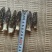 5-7厘米羊肚菌干货自种自产全程烘干无硫等级齐全