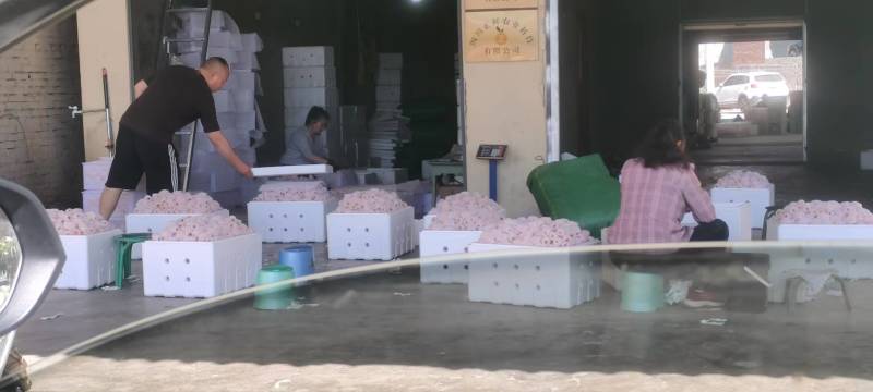 四川枇杷大五星枇杷产地一手货源，品质好价格低，量大从优