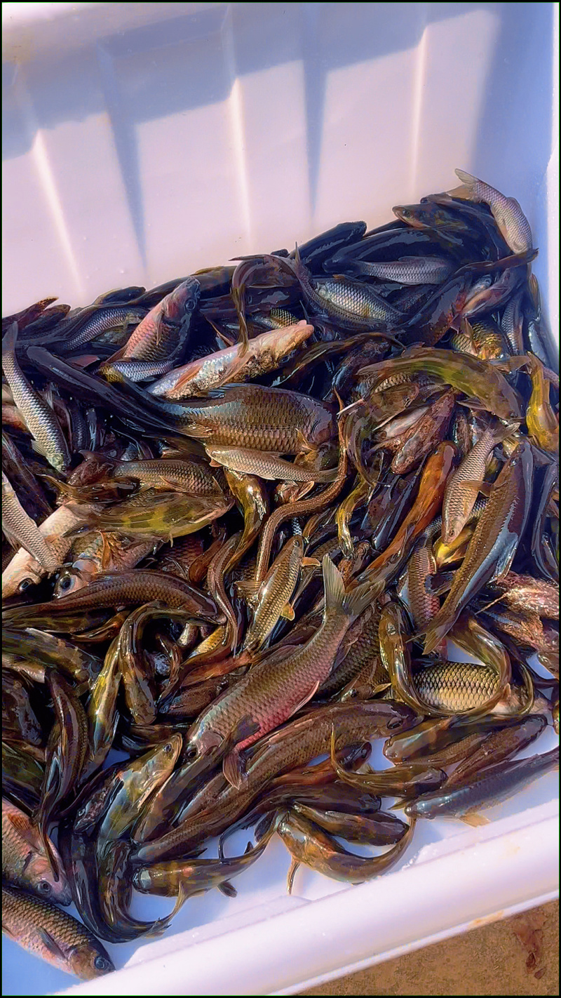 湖南永州生态小河鱼/杂鱼鲜活现杀10斤起批