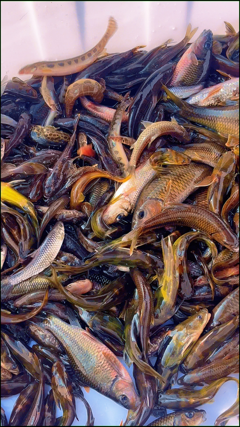 湖南永州生态小河鱼/杂鱼鲜活现杀10斤起批