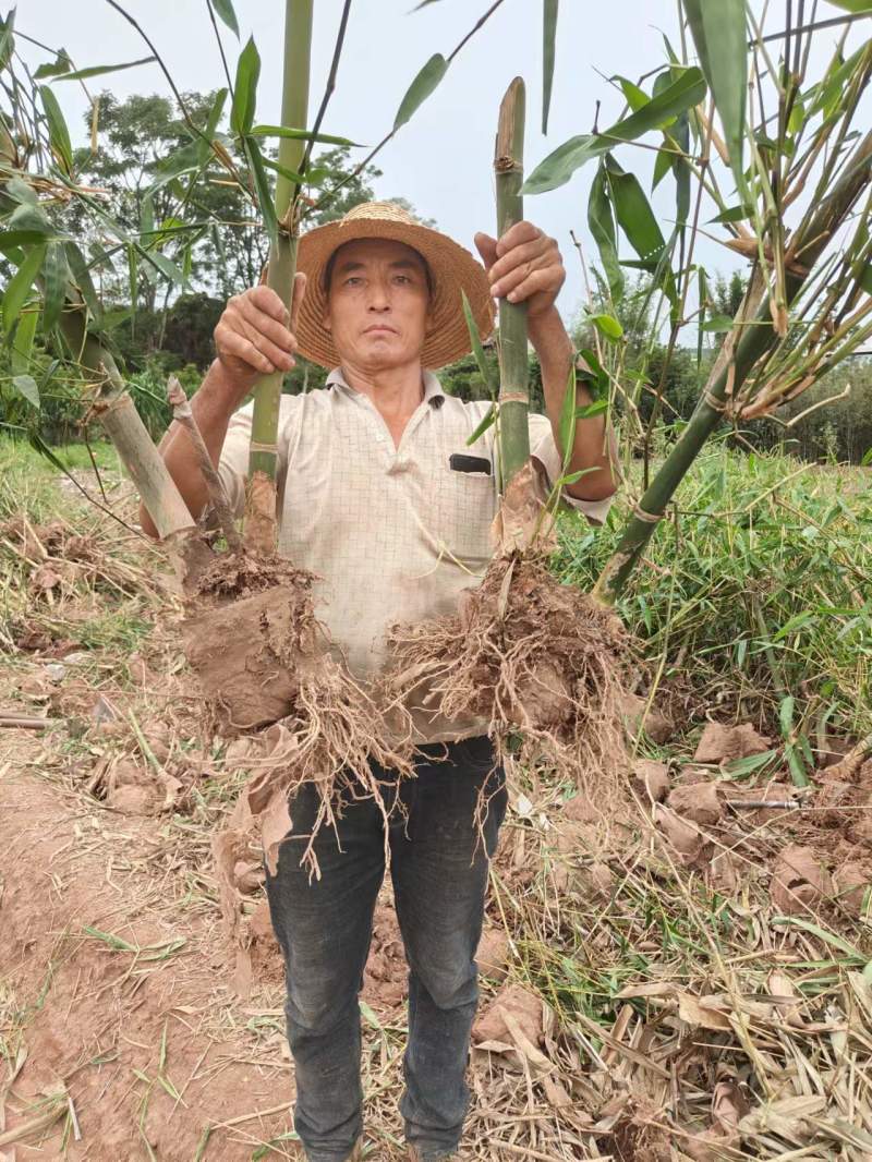 云南省普洱市景东县勃氏甜龙竹苗（云甜一号）