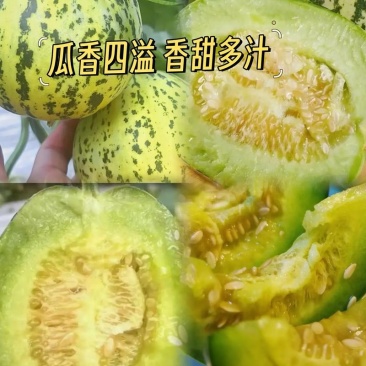 山东精品花美人甜瓜大量上市了欢迎来基地考察订购